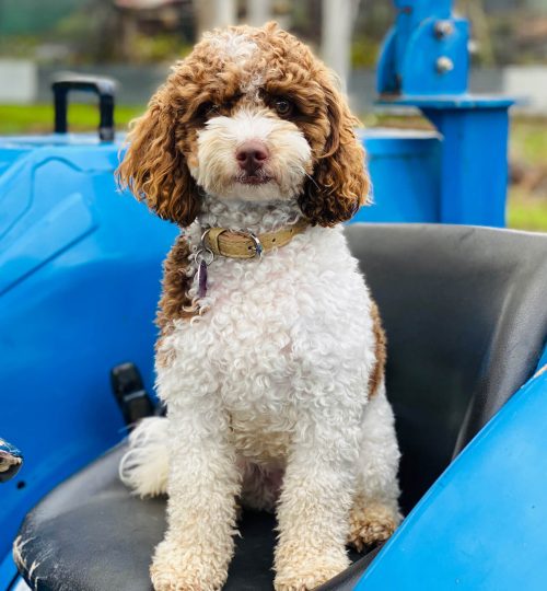 52481A68-F2CD-42E4-9041-8B50E6D87FD1JPG