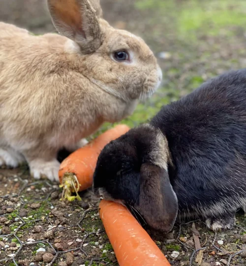 image0-2-64f88405c22b8