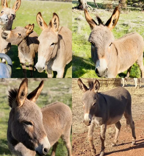 image1-1-64f8841d74716