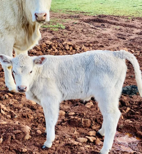 image2-1-64f8843011df8