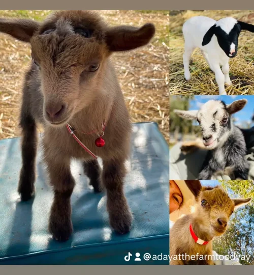 image2-64f8842e7ba8d