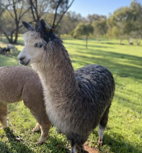 image3-64f88438e0fe9