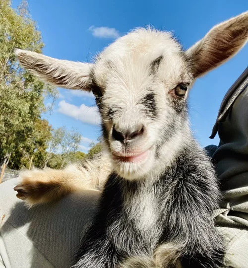 image4-1-64f88446d2f40