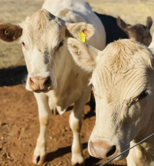 image4-64f8844e2b865