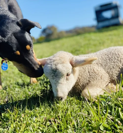 image5-64f88457e863c